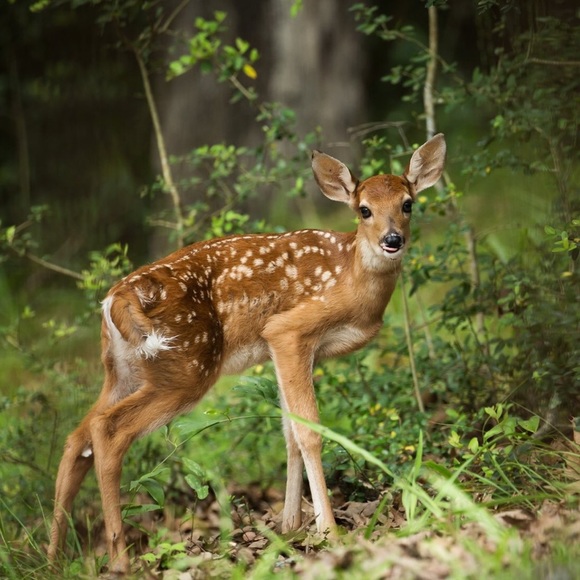 Meet your Posher, An - Picture 1 of 1